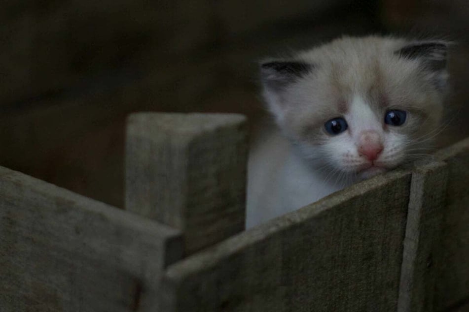 A cat that is depressed needs to be provided with medical attention.