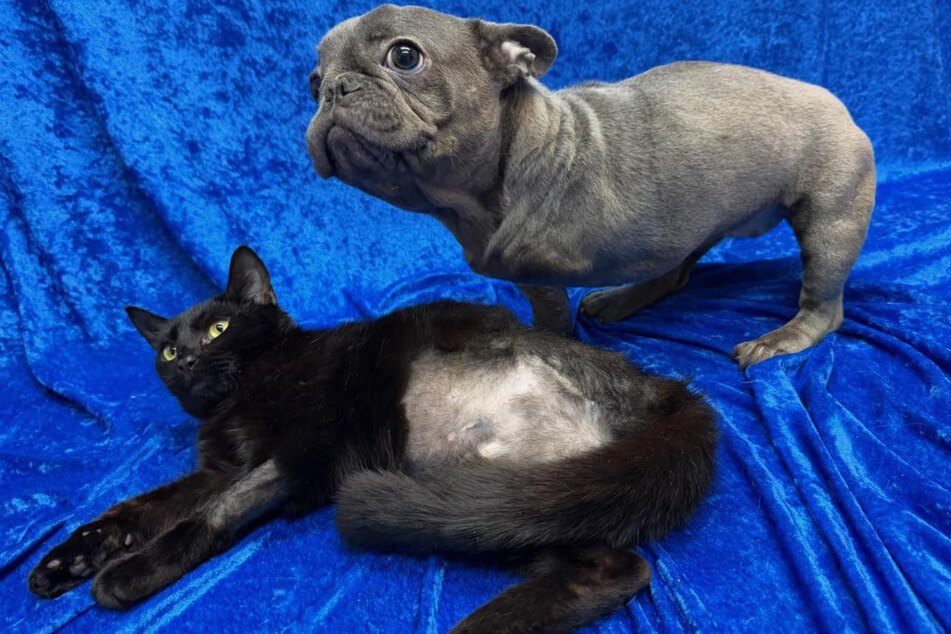 Cat Meadow and dog Blueberry have both lost a leg.