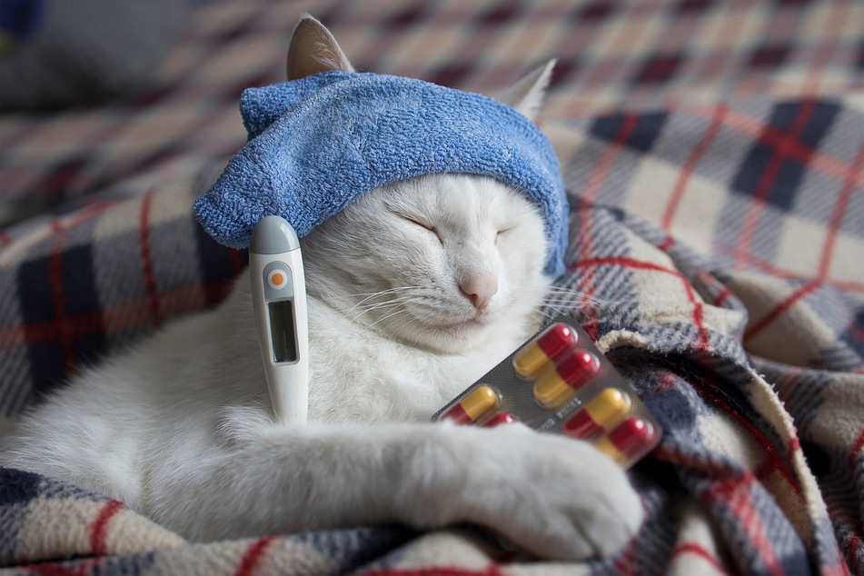 Why is my cat throwing up? Causes and treatments