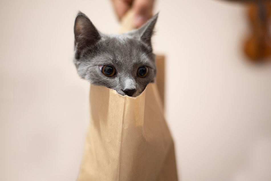The British shorthair is one of the world's most popular cats, not just America's.