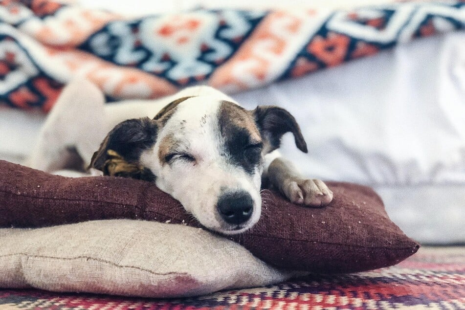 Dogs will often nap throughout the day.