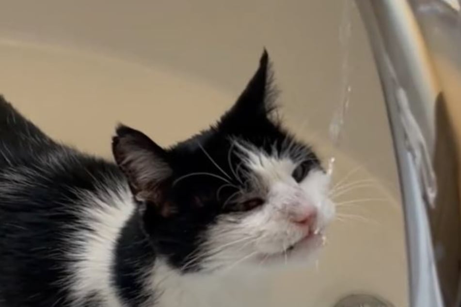 Every morning, Nugget asks for his owner to turn on the bathtub tap.