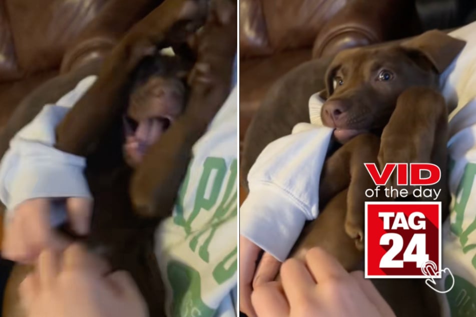 Viral Video of the Day for March 9, 2025: Chocolate lab puppy melts hearts with adorable grunts on TikTok!