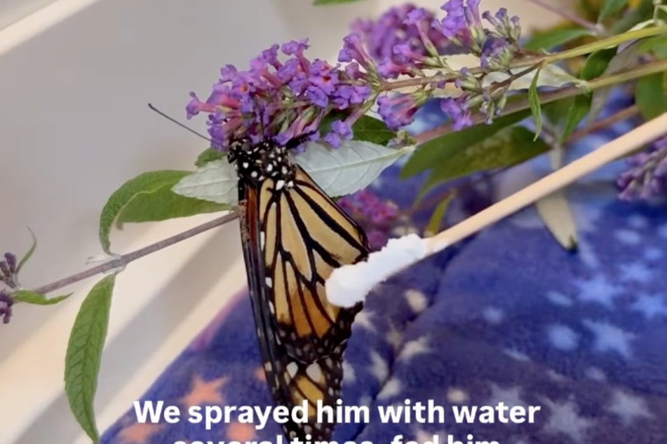 Wildlife rehabilitators used cornstarch to save this grounded butterfly. 
