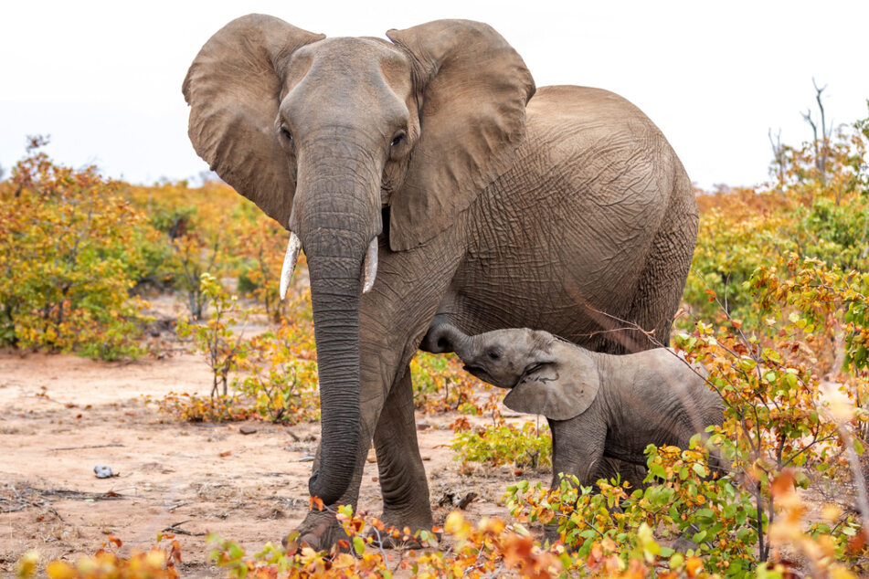 A mama elephant was not about to let a crocodile hurt her calf in a now viral video (stock image).