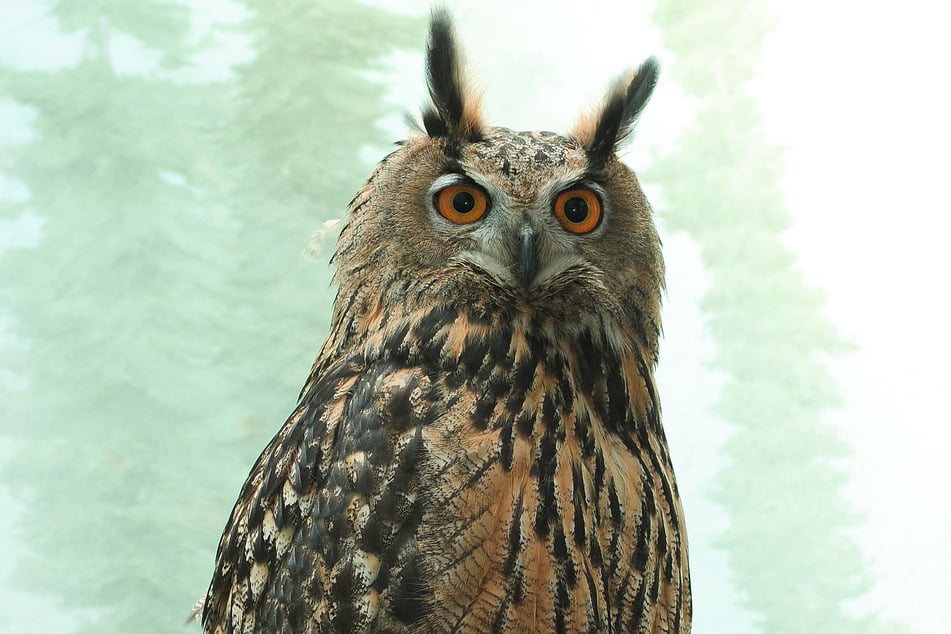 New York's beloved escaped owl Flaco dies after striking a building