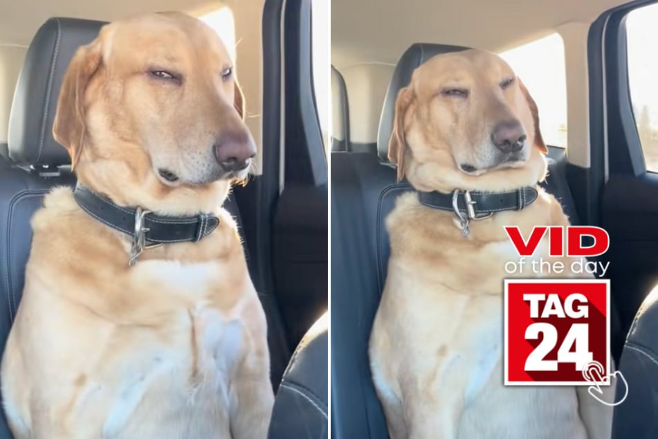 Viral Video of the Day for February 5, 2026: Sleepy car ride turns pup into ultimate head-nodder