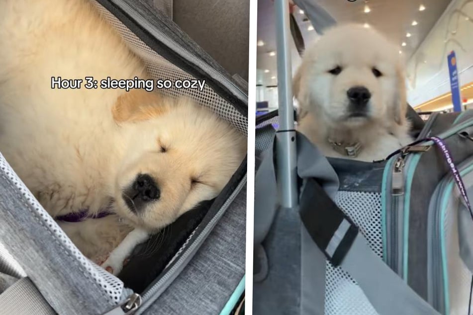 Hugo the puppy dog has joined the ranks of air travelers!