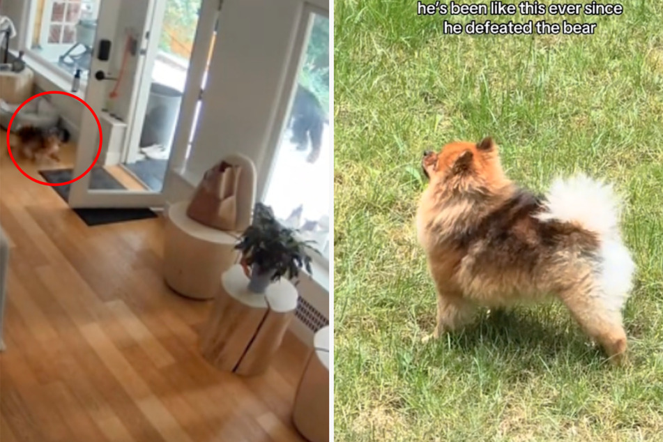 Tiny Pomeranian dog frightens off a wild bear in shocking surveillance footage!