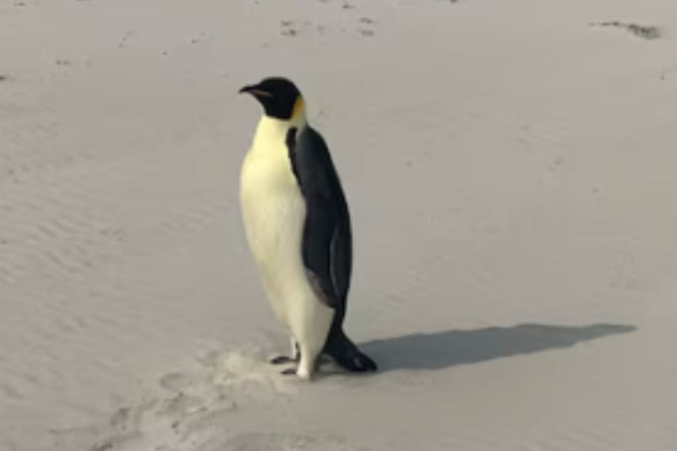 The wayward penguin is being nursed back to health by a wildlife keeper and will soon be released back into the wild.