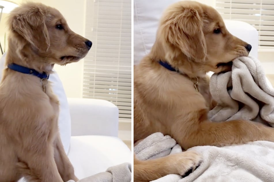 Puppy sees other golden retrievers for the first time – and his reaction melts hearts!