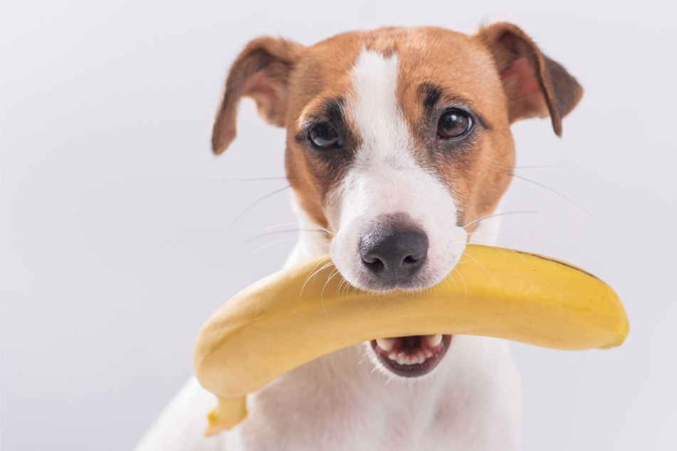 Can dogs eat bananas?
