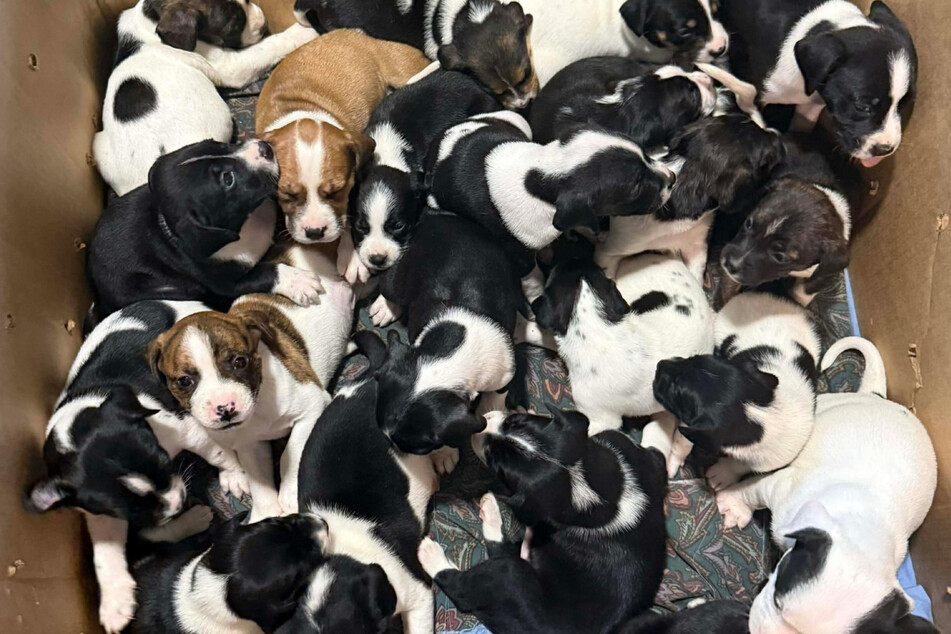 Dog shelter staff is horrified to discover giant box of abandoned puppies on their doorstep