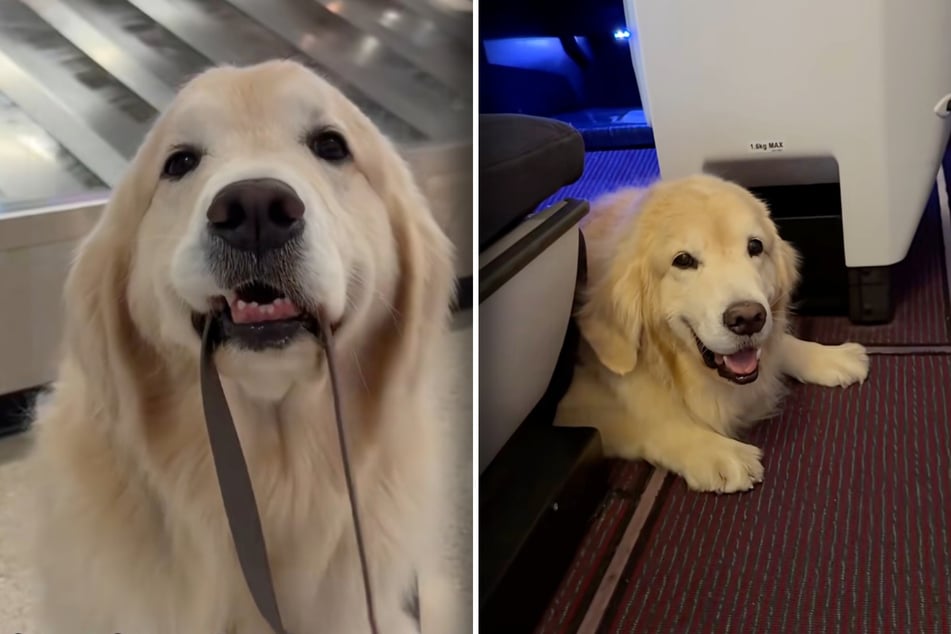 Maui the Golden Retriever dog is initially in good spirits before the long 12-hour plane flight. But will it stay that way?