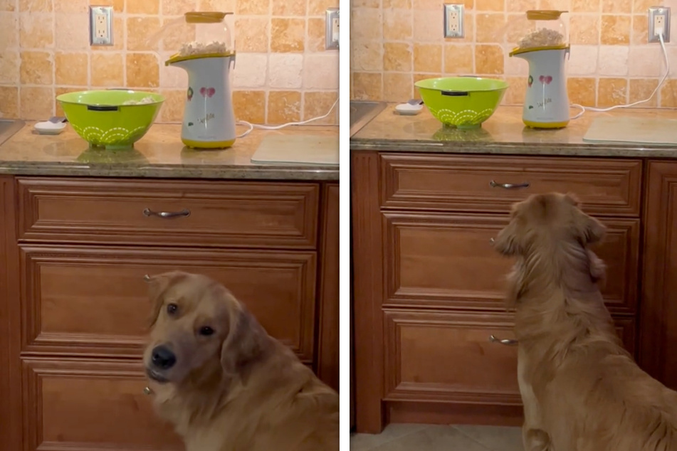 Golden retriever makes TikTok pop with "magical" popcorn machine