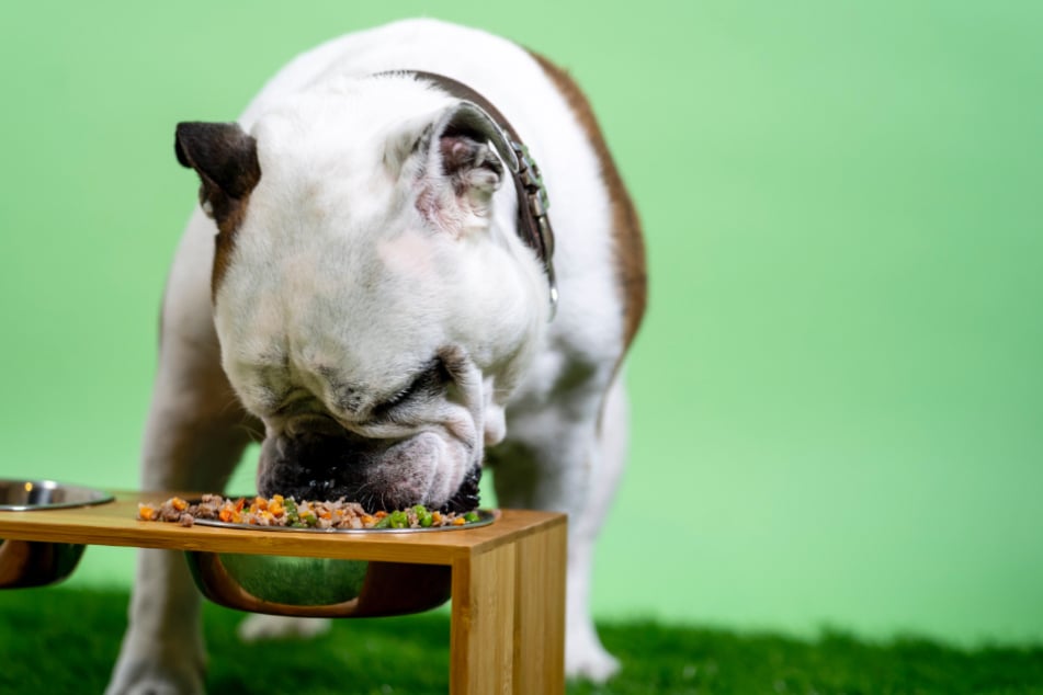 If dogs eat too quickly, it can happen that pieces of food get into the nasopharynx and they sneeze backwards.