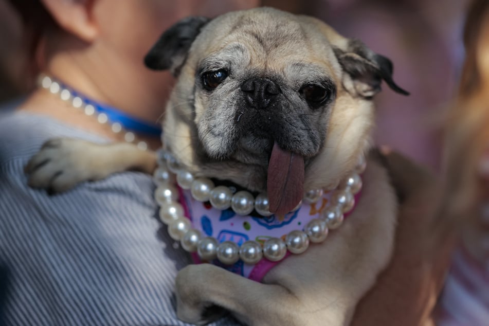 Jinny Lu was crowned the ugliest dog in the world for 2026.