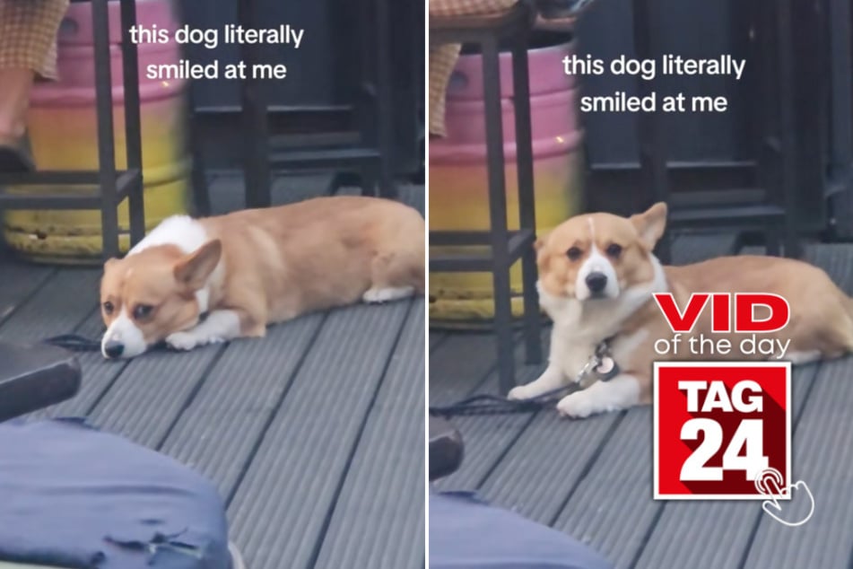 Viral Video of the Day for June 15, 2025: Woman catches corgi smiling at her in adorable TikTok!