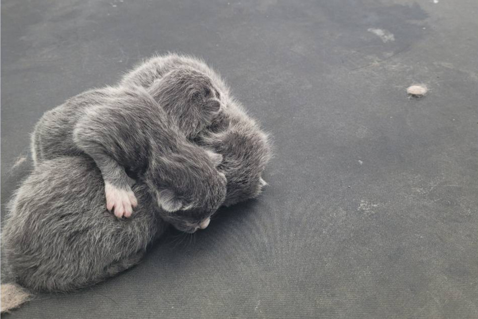 Three kittens were lying on the roof of the Jeep.