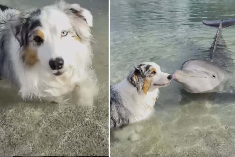 Freyja the dog seems to be a real dolphin whisperer, as a viral video posted on the Australian shepherd's Instagram account shows.