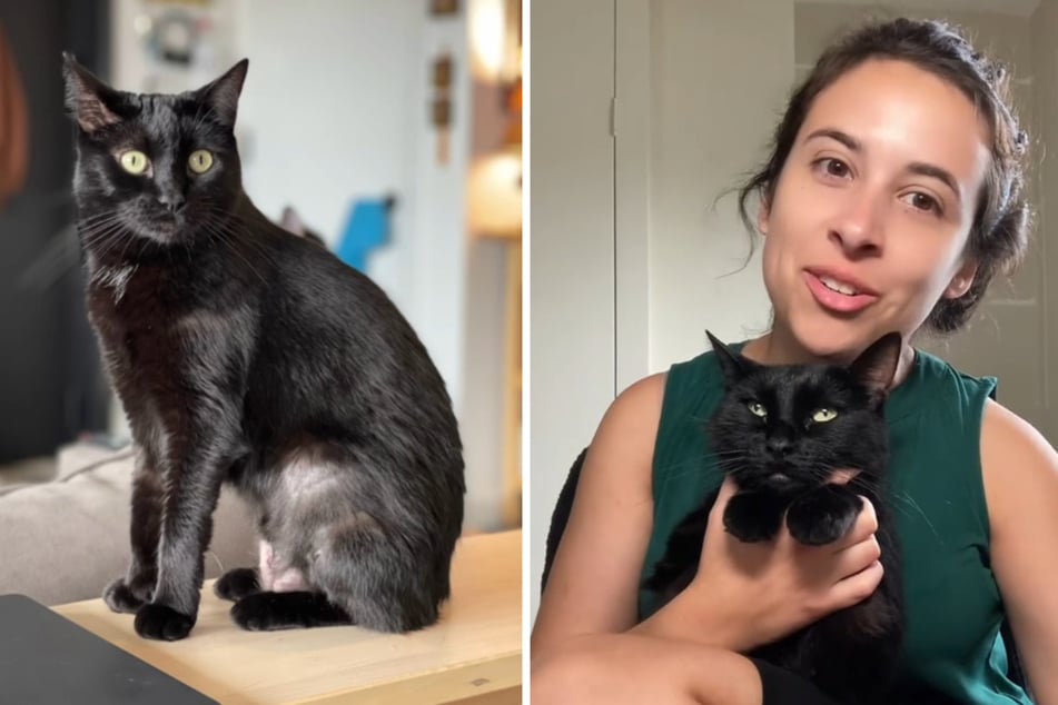 Cat who keeps getting lost in her house becomes TikTok's newest viral sensation