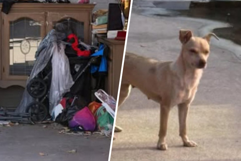 Dog covered in motor oil runs from rescuers until major breakthrough: "She knew I was there to help her"