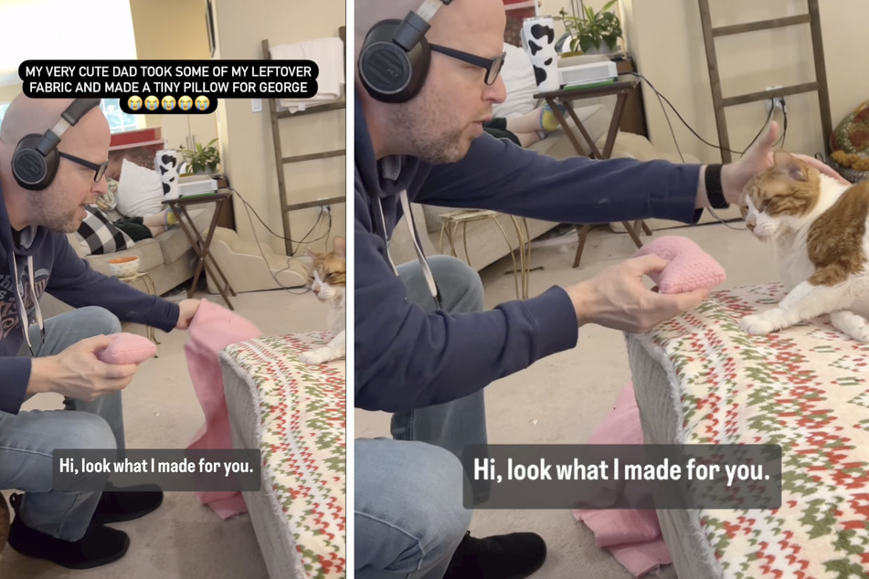 This cat got gifted a pillow, and his reaction has the internet saying "aw!"