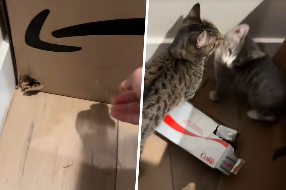Saldana explained that cats Pudding and Poppy love cardboard boxes and had been climbing into the box the night before the TikTok clip was filmed.