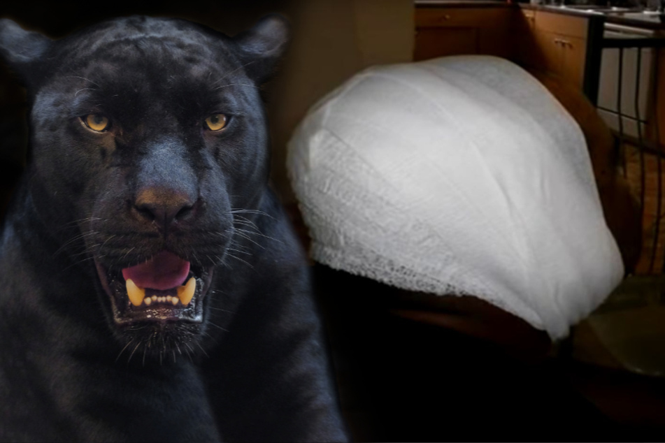 Man is scalped by a leopard after paying to "rub its belly"