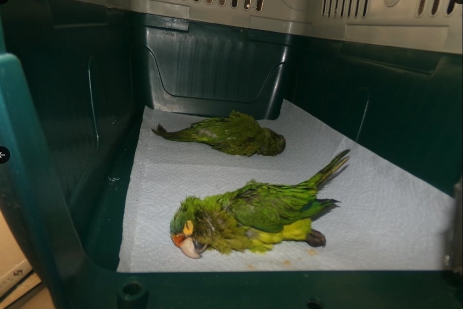 The two birds were immediately freed from the bags and taken to a veterinary clinic. According to initial reports, they are now doing better again.