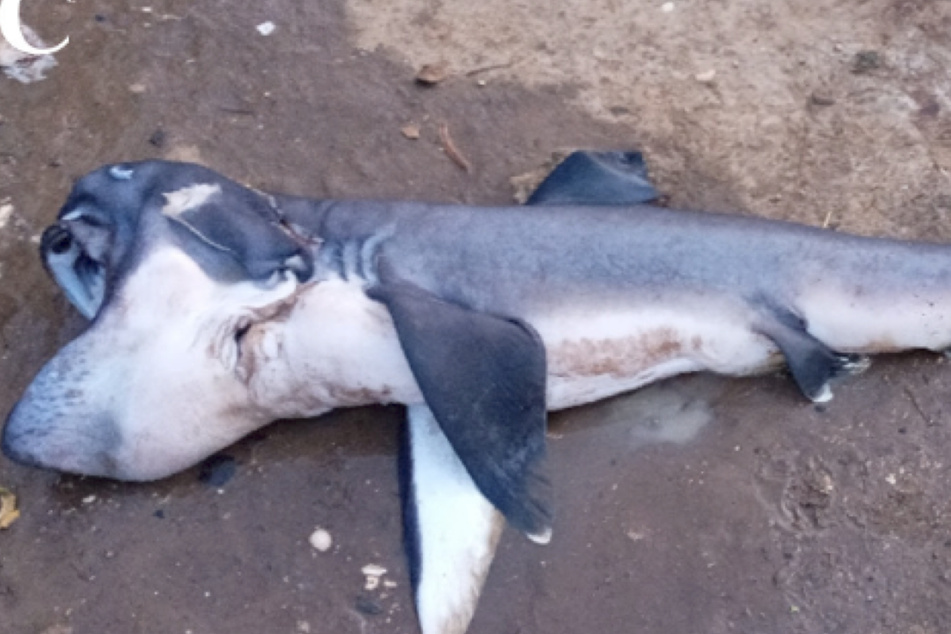 In Africa, a megamouth shark was sold for little money at a market.