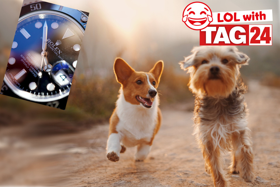 Today's Joke of the Day is a doggone silly!
