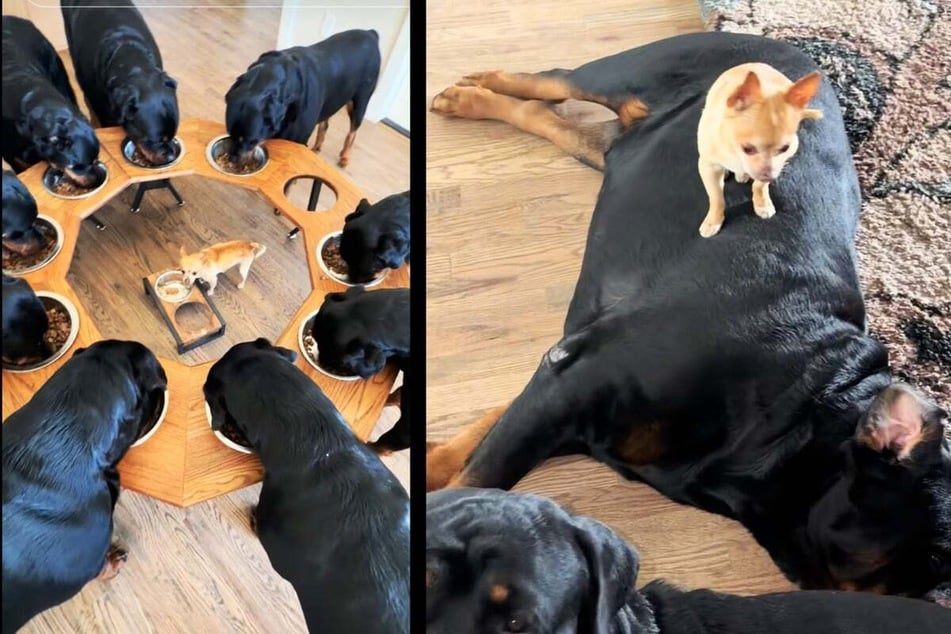 Rottweiler dog pack has surprising leader: Benji the Chihuahua!