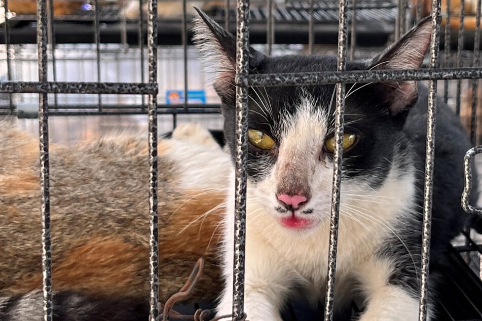 Stolen felines reunited with owners after Vietnam cat-meat bust