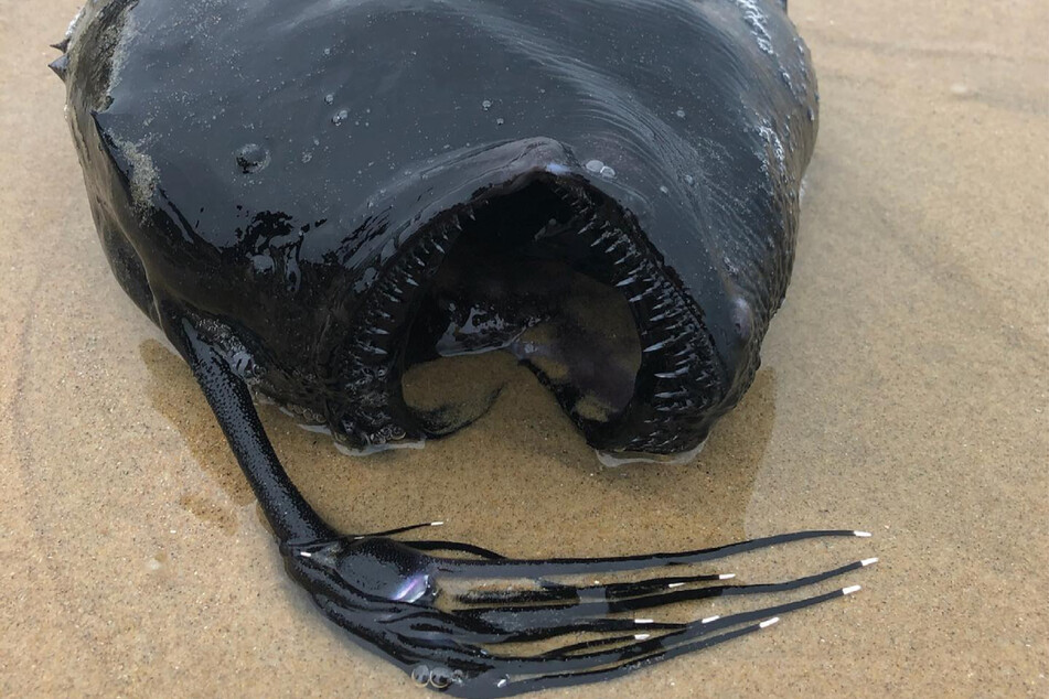 The arm of the fish is reminiscent of many an Alien movie.