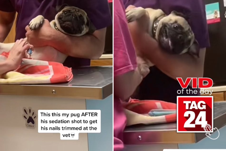 Viral Video of the Day for April 17, 2023: Pug-tastic meltdown at the vet