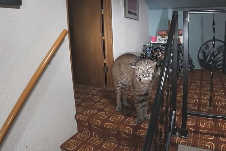 Homeowner thinks someone is breaking in – then the animal suspect is revealed!