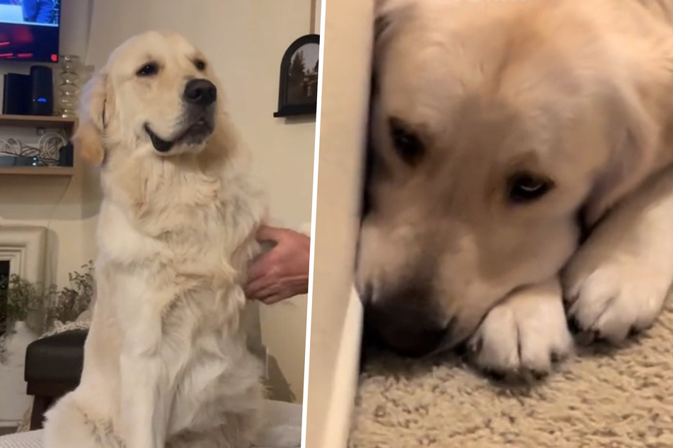 For many dogs, watching their owners pack their bags for vacation means that they will soon be separated. Sadly, this was the assumption of Goose the Golden Retriever.