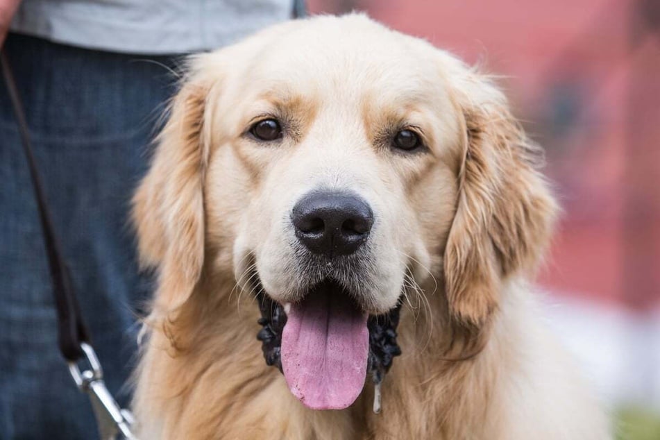 There is no dog breed cuddlier than the golden retriever.