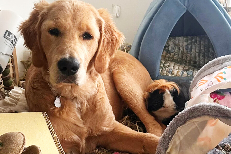 The dog wants to be a guinea pig like his best friend.