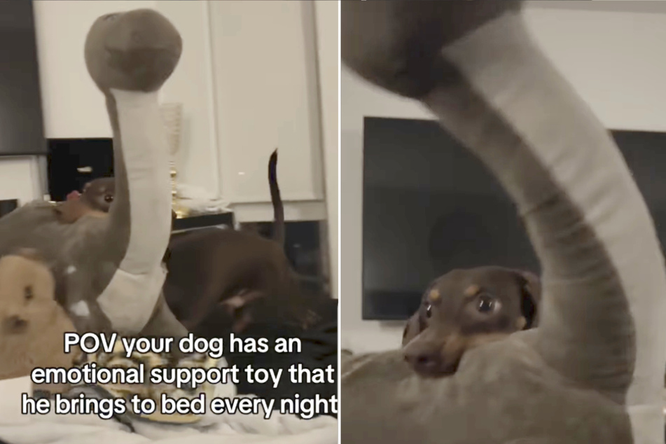 Tiny dog can't sleep without his absurdly oversized "emotional support" dinosaur