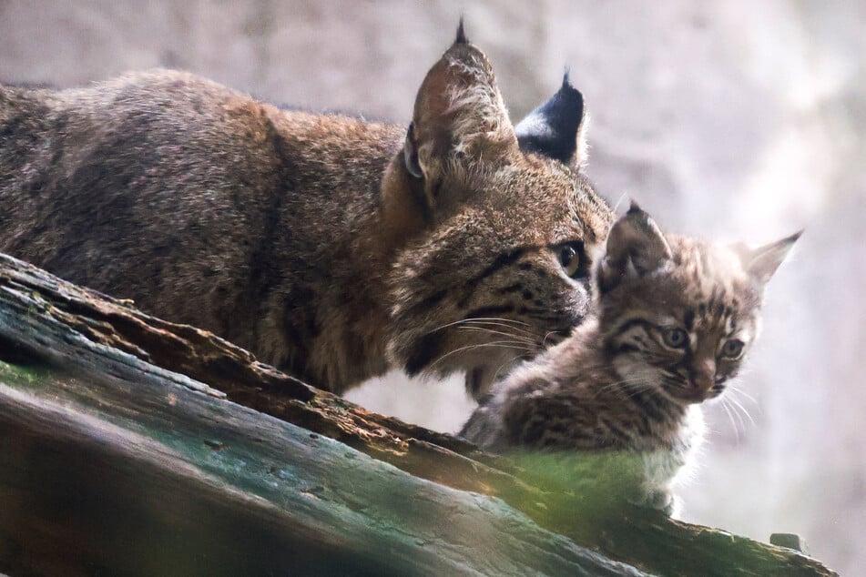 A bobcat cub rests on a branch with its mother at Chapultepec Wildlife Conservation Center, in Mexico City, Mexico, on September 15, 2026. Roughly 40 finalists are competing to win the best wildlife photo in the 2026 Nikon Comedy Wildlife Awards.
