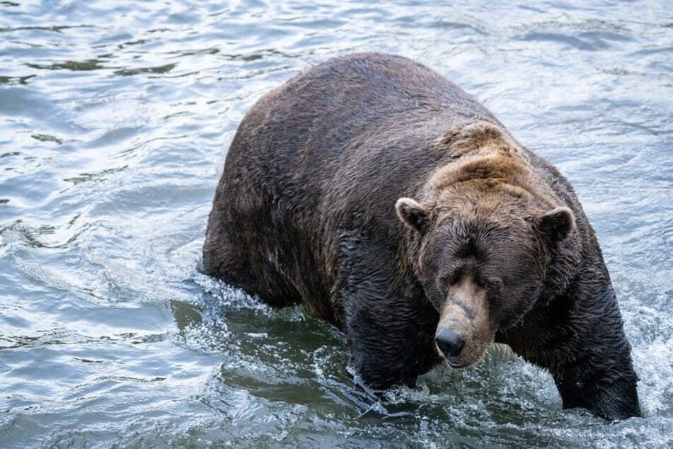 Fat Bear Week 2022: 32 Chuck is one of the many bulky bears competing.