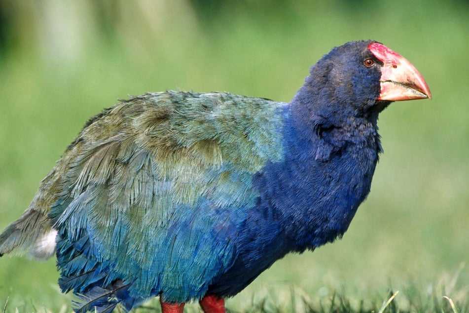 Prehistoric bird once thought to be extinct returns to New Zealand!