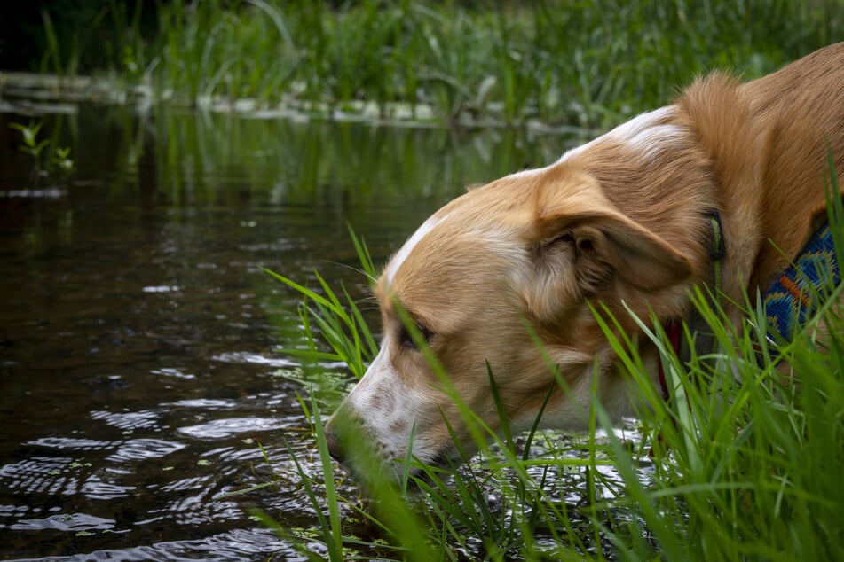 If your dog isn't drinking water all of a sudden, you should go to the vet.