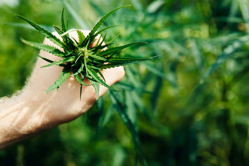 Up to 12 plants per household would be allowed under the proposed law (stock image).