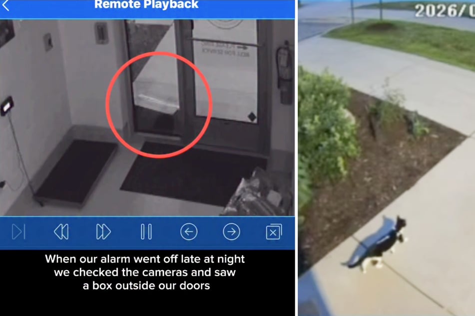 After a box full of kittens was left in front of an animal shelter, the security camera captured even more feline drama.
