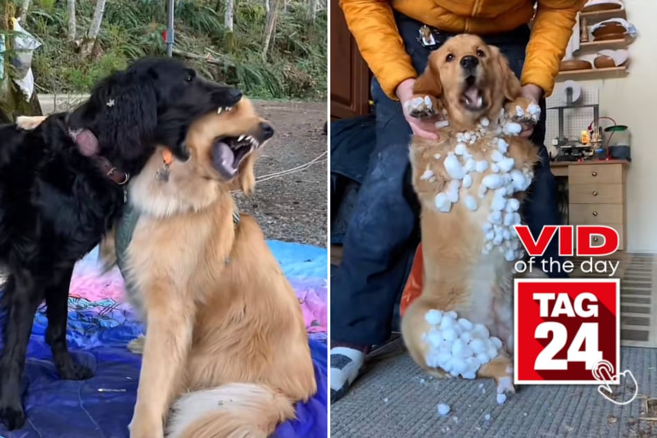 Viral Video of the Day for June 18, 2023: Paw-some fails by Pacha the golden retriever