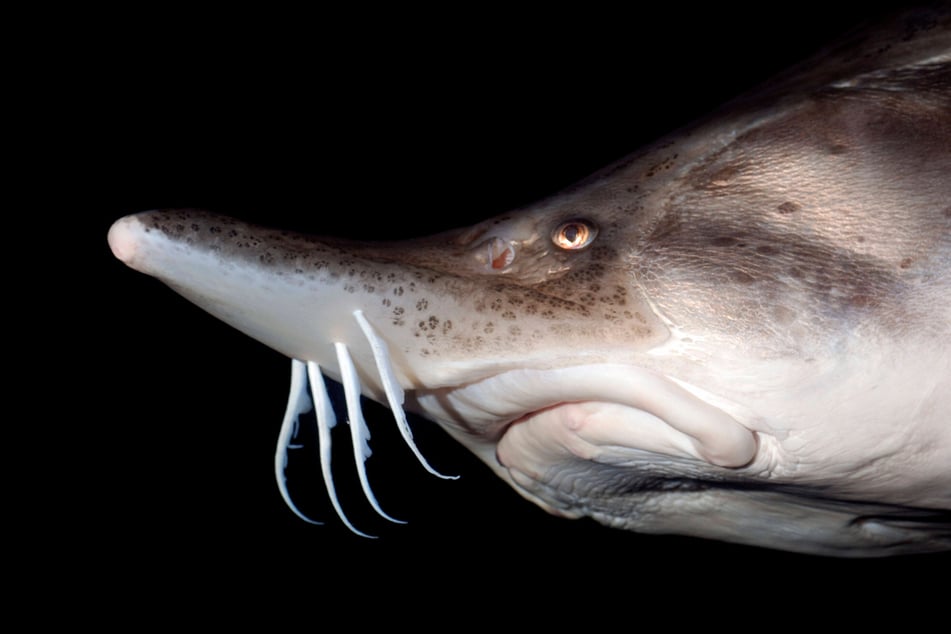 The Beluga Sturgeon is the biggest freshwater fish in the world.