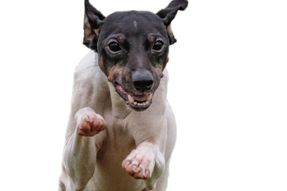 There are few dogs stranger and more odd-looking than the Japanese terrier.